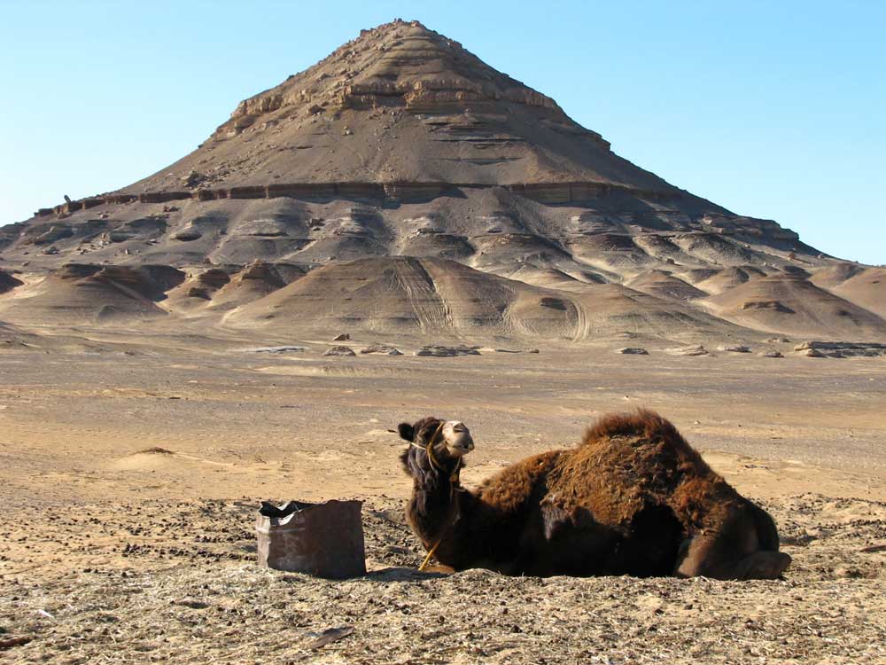 Baharaya