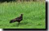 Delhi : aigle