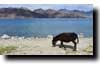 Lac de Pangong