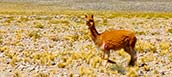 Altiplano