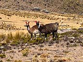 Altiplano