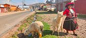 Cuzco