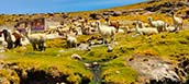 Altiplano