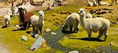 Altiplano